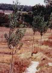 Picture of the Manzanillo trees in March 2000